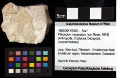 Foto (Objket + Etiketten) von Decapoda indet. 